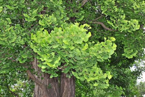 Гинкго Билоба выращивание из семян. Выращивание Гинкго Билоба в домашних условиях