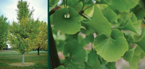 Гинкго Билоба выращивание из семян. Выращивание Гинкго Билоба в домашних условиях