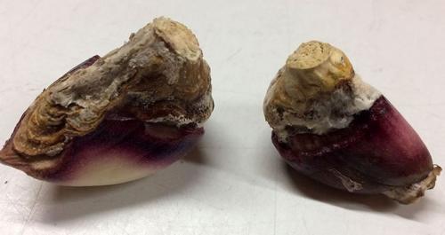 Полезные растения для междурядий чеснока: как повысить урожайность 07 Полезные растения для междурядий чеснока: как повысить урожайность 07