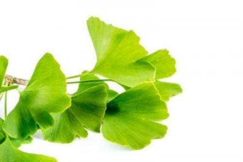 Гинкго билоба размножение. Propagating Ginkgo Cuttings: Learn How To Root Ginkgo Cuttings
