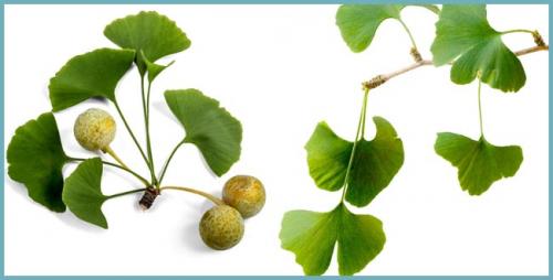 Гинкго билоба вырастить дома. Гинкго билоба: известные сорта и разновидности