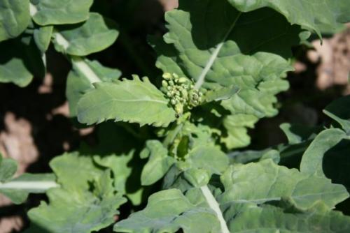 Какие культуры растут быстрее всего для быстрого сбора урожая. Зеленные культуры