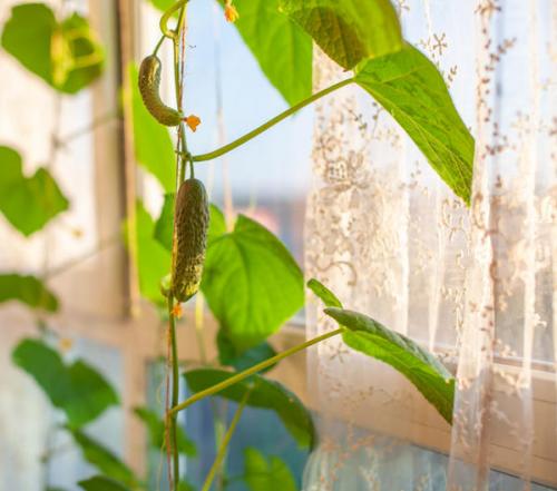 Какие культуры подходят для круглогодичного выращивания. Список культур для домашнего огорода