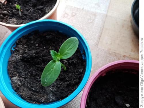 Какие культуры подходят для круглогодичного выращивания. Список культур для домашнего огорода