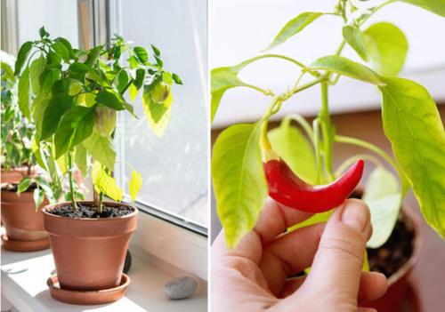 Какие культуры подходят для круглогодичного выращивания. Список культур для домашнего огорода