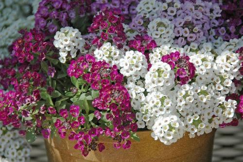 5 самых подходящих культур для вашего сада 02 5 самых подходящих культур для вашего сада 02