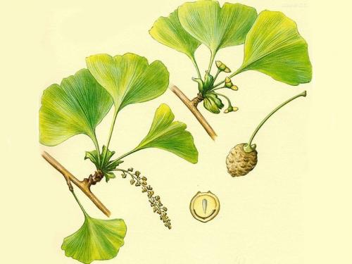 Как вырастить Гинкго Билоба дома и на улице. 10 Как вырастить Гинкго Билоба дома и на улице. 10