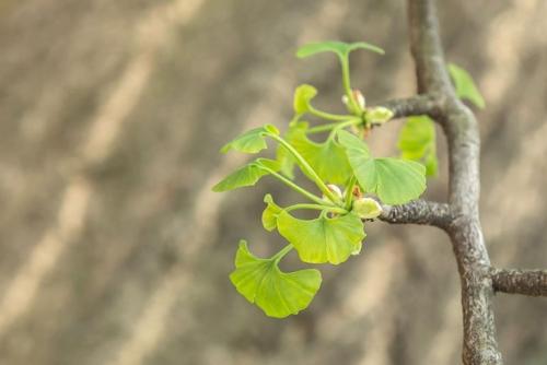 Как вырастить Гинкго Билоба дома и на улице. 09 Как вырастить Гинкго Билоба дома и на улице. 09