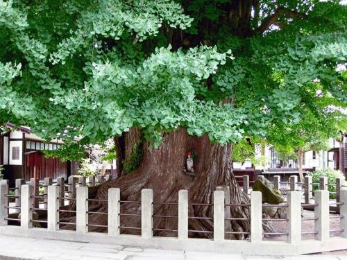 Как вырастить Гинкго Билоба дома и на улице. 04 Как вырастить Гинкго Билоба дома и на улице. 04