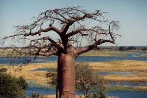 Древнейшее дерево на планете. Самые старые деревья России 01