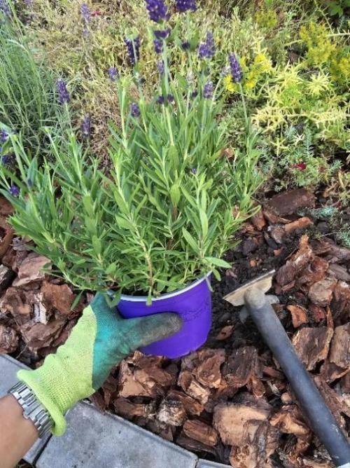 Как использовать мульчу для повышения урожайности. Что такое мульчирование?