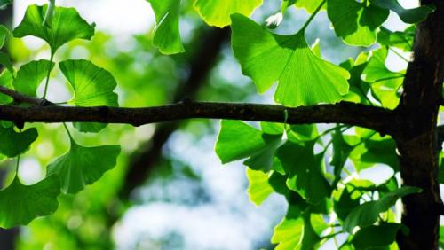 Гинкго значение. Ginkgo biloba. Дерево Гёте, история любви и целебные свойства.