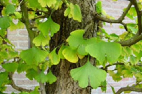 Гинкго билоба вызывает инсульт. Популярная биодобавка увеличивает риск инсульта