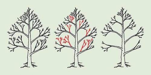 Обрезка молодой груши весной. Как обрезать молодую грушу