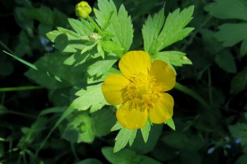 Полевые и луговые цветы и травы. Полевые Цветы: 120 фото с названиями (+ луговые цветы) 04