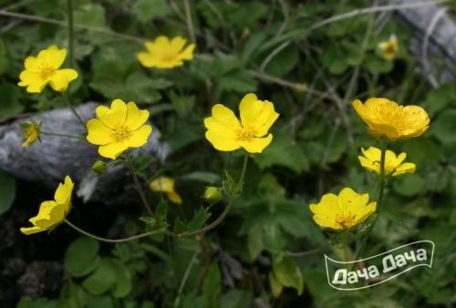 Полевые и луговые цветы и травы. Полевые Цветы: 120 фото с названиями (+ луговые цветы) 05