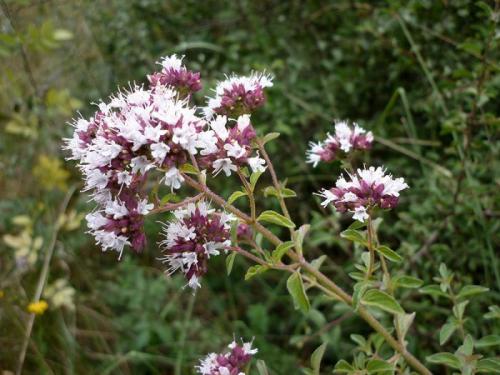 Определитель полевых цветов. Список полевых (луговых) цветов с фото, названиями и описанием