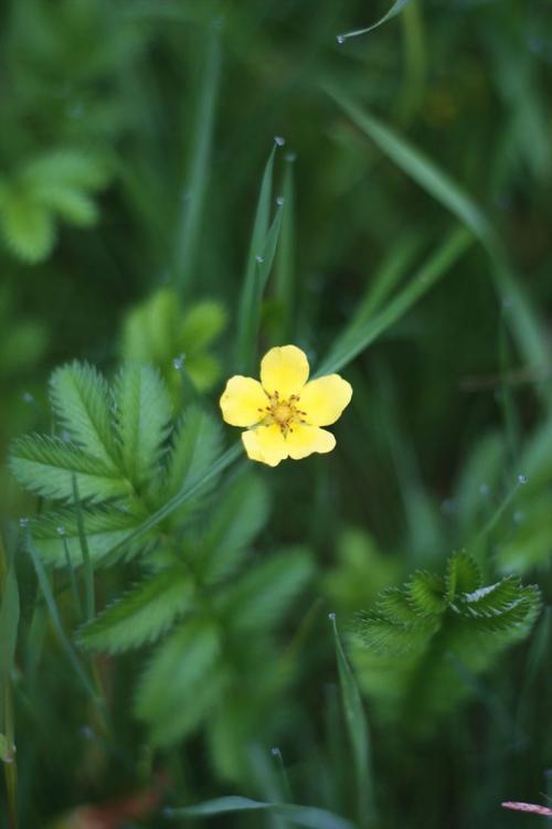 Полевые и луговые цветы и травы. Полевые Цветы: 120 фото с названиями (+ луговые цветы) 06