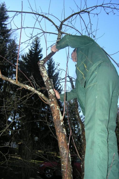 Обрезка груши осенью для начинающих. Особенности осенней обрезки 02