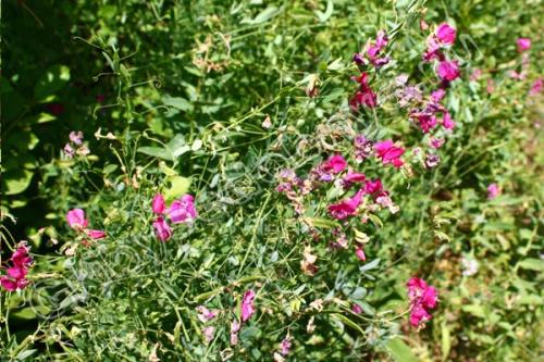 На каких почвах растет мышиный горошек. Описание горошка мышиного 15