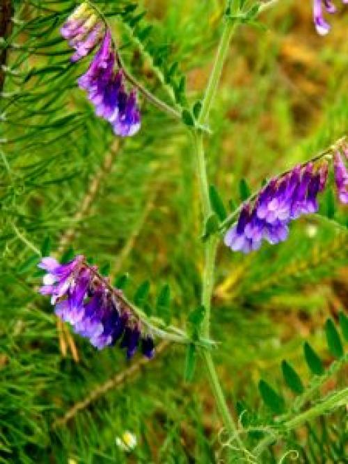 Мышиный горошек семейство. Горошек мышиный (Vicia cracca)