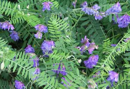 На каких почвах растет мышиный горошек. Описание горошка мышиного 10