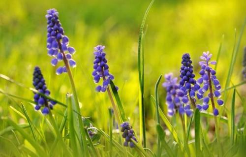 На каких почвах растет мышиный горошек. Описание горошка мышиного 07