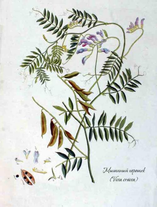 На каких почвах растет мышиный горошек. Описание горошка мышиного 16