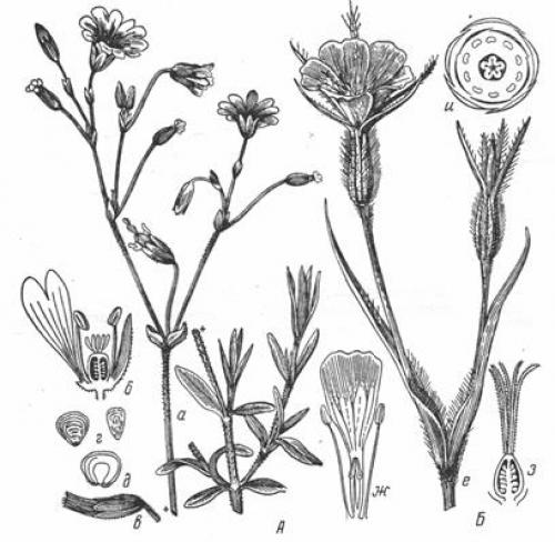 Горошек мышиный формула цветка. Центросеменные, Гвоздикоподобные – Centrospermae, Caryophyllalia