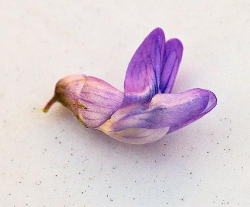 Мышиный горошек интересные факты. Экотерика Экология души Эзотерика планеты