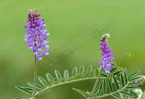 На каких почвах растет мышиный горошек. Описание горошка мышиного 11