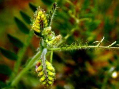 Мышиный горошек семейство. Горошек мышиный (Vicia cracca)