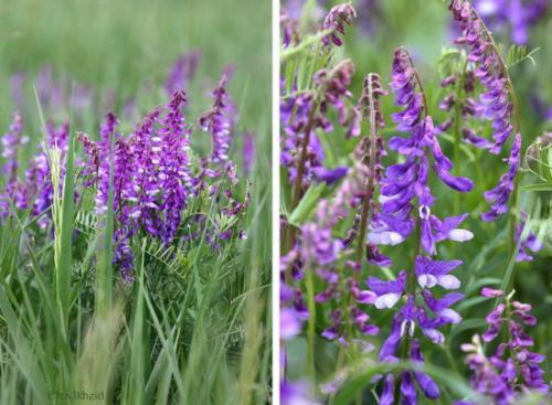 Мышиный горошек интересные факты. Экотерика Экология души Эзотерика планеты