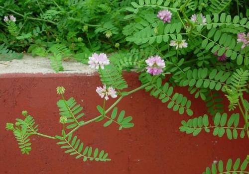 На каких почвах растет мышиный горошек. Описание горошка мышиного 06