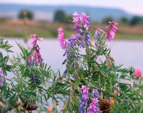 Мышиный горошек интересные факты. Мышиный горошек: достоинства и недостатки