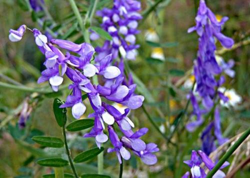 Где растет мышиный горошек и съедобный он или нет.. Мышиный горошек с точки зрения биологии