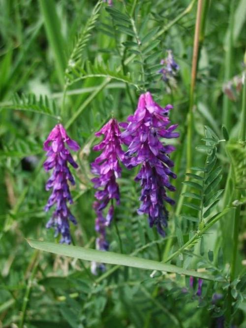 Какое соцветие у горошка мышиного. Ботаническое описание 03