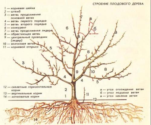 Как обрезать грушу 3 года. Как обрезать грушу весной: основные рекомендации и советы