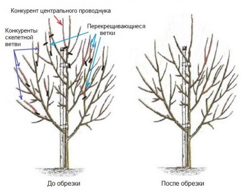 Обрезка однолетней груши. Общие принципы правильного формирования кроны у молодого дерева