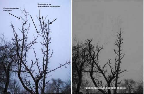 Обрезка однолетней груши. Общие принципы правильного формирования кроны у молодого дерева