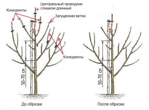 Обрезка однолетней груши. Общие принципы правильного формирования кроны у молодого дерева