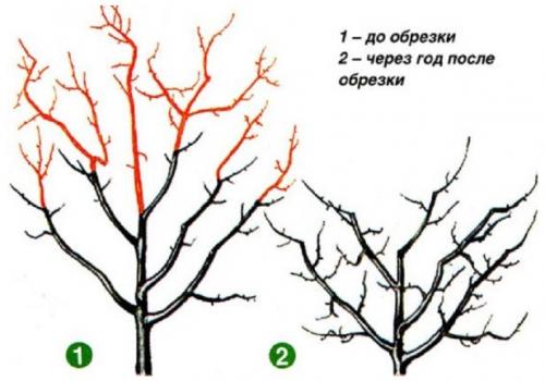 Обрезка однолетней груши. Общие принципы правильного формирования кроны у молодого дерева