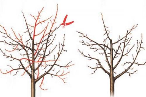 Правила обрезки груши для крупных плодов. Зачем обрезать? 02 Правила обрезки груши для крупных плодов. Зачем обрезать? 02