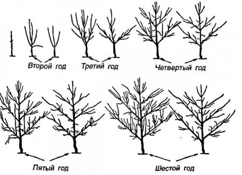 Обрезка деревьев груши весной и осенью. Общие правила обрезки груши по сезонам