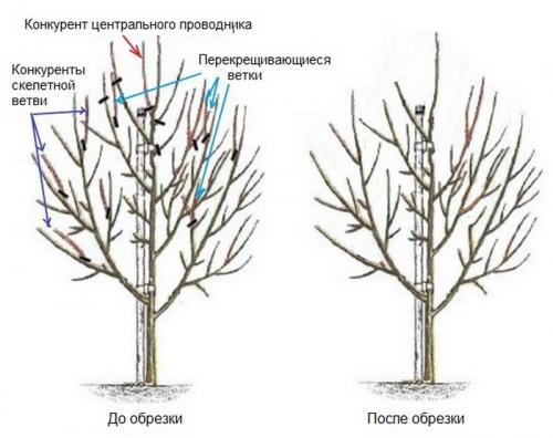 Обрезка деревьев груши весной и осенью. Общие правила обрезки груши по сезонам