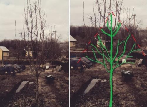 Обрезка деревьев груши весной и осенью. Общие правила обрезки груши по сезонам 03