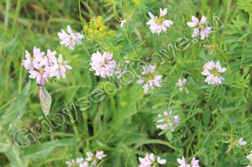 Для чего нужен горошек мышиный. Мышиный горошек польза и применение в народной медицине 04