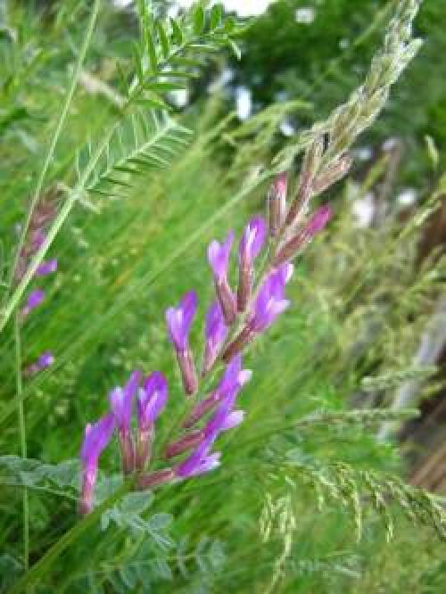 Для чего нужен горошек мышиный. Мышиный горошек польза и применение в народной медицине 08