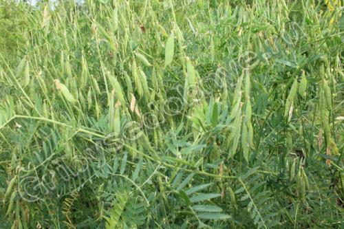 Для чего нужен горошек мышиный. Мышиный горошек польза и применение в народной медицине 02