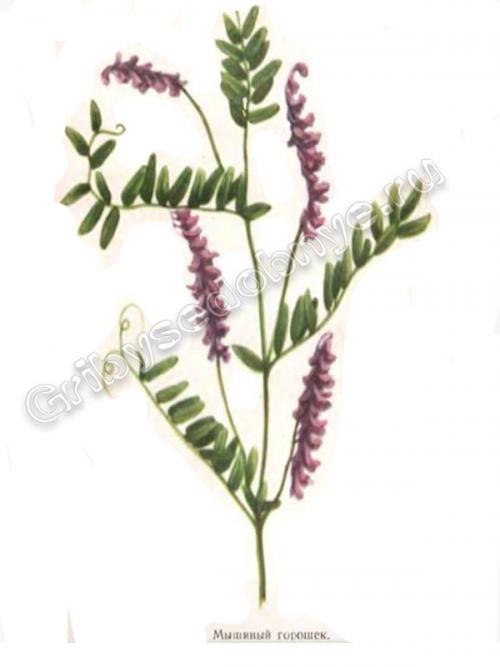 Для чего нужен горошек мышиный. Мышиный горошек польза и применение в народной медицине 07